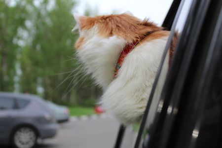 cat in carの写真素材
