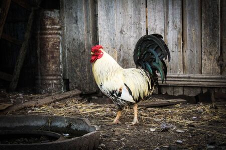 country cockの写真素材