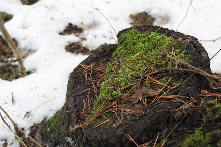 old stump in the late autumn in the woodsの写真素材
