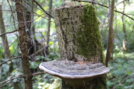 shelf fungus on a tree trunk in the forestの写真素材