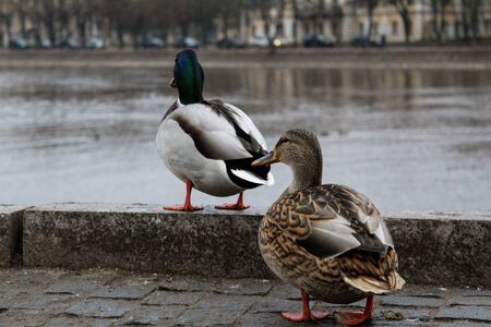 two ducksの写真素材