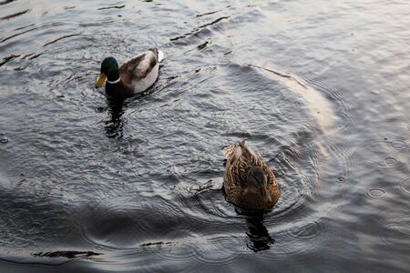 male and female ducks on the river in autumnの写真素材