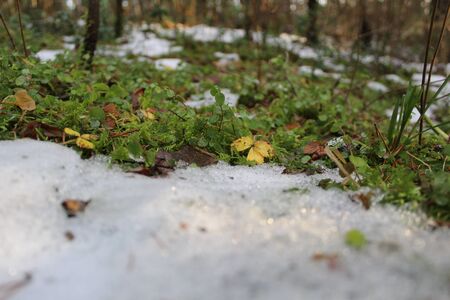 snow and grass in the forest in winter, autumn and springの写真素材