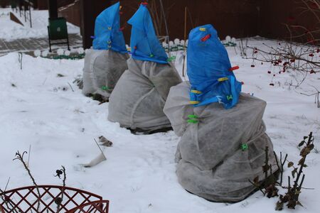 shelter of flowers for the winterの写真素材