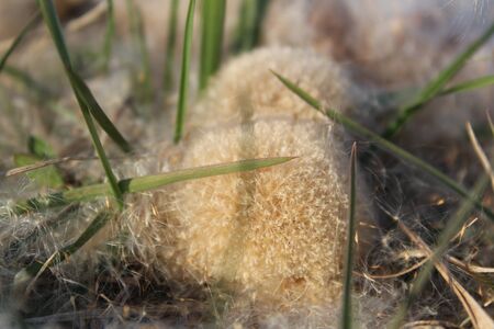 background green grass and white dandelion fluffの写真素材