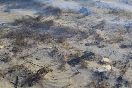 sandy bottom of water in the pond in spring