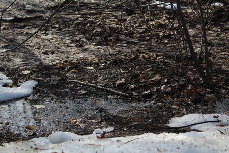 spring landscape in early spring in the forestの写真素材