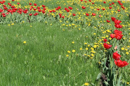 field of red tulips, yellow dandelions and green grassの写真素材