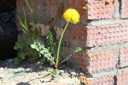 yellow dandelion flower sprouted in bricksの写真素材