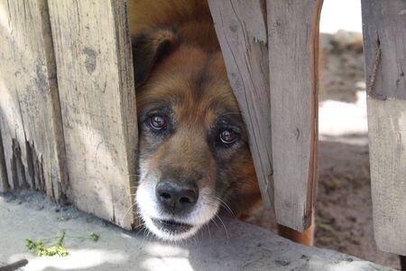 a dog with sad eyes looks out of a gap in the fenceの写真素材