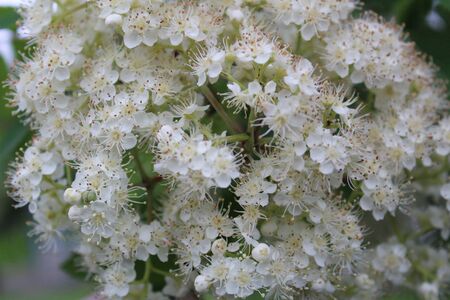 white rowan flowers on a tree in spring