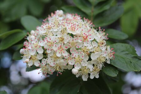 chernoplodnaya ryabina aronia blooming bush in spring