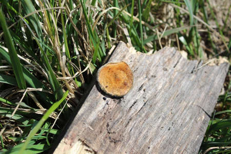 mushroom on the Board inedible parasite