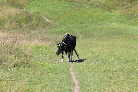 black cow in a meadow in summer, on the mountainside