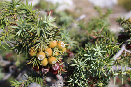 juniper close-up with berries in the mountains of the Crimea
