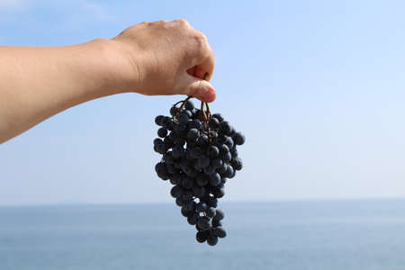 a bunch of black grapes in your hand on the background of the seaの写真素材