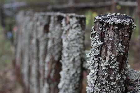 very old wooden fence with moss and lichenの写真素材