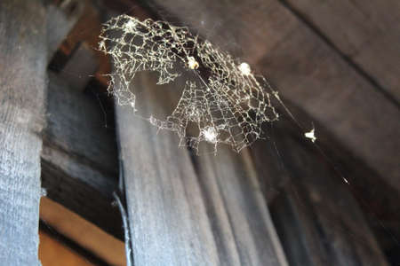 summer round openwork web with a spider on a shedの写真素材
