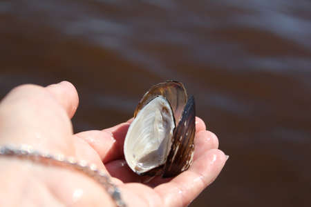 a hand holding a river shell on the background of water