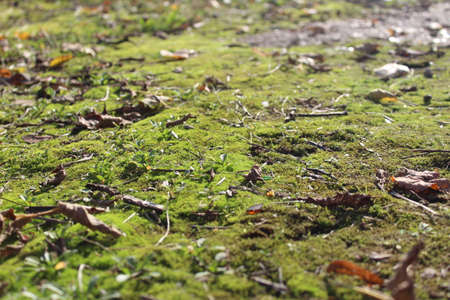 picture of green moss on the surface of the earth in autumnの写真素材