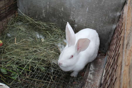a white rabbit in a cage on a home farmの写真素材