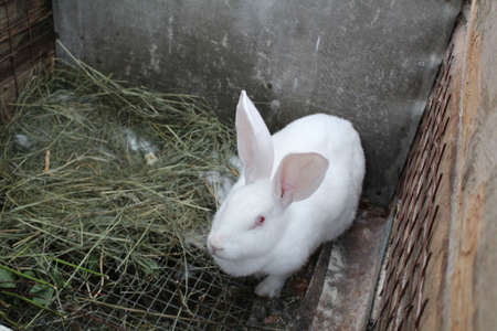 a white rabbit in a cage on a home farmの写真素材
