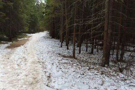 landscape of a coniferous forest in spring with a snow-covered path in springの写真素材