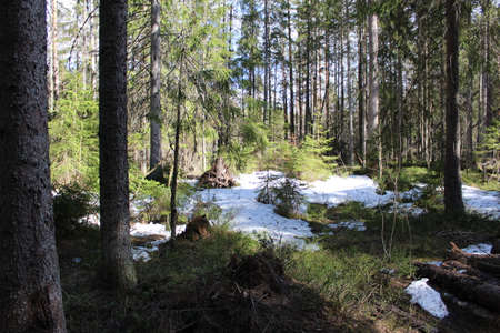 landscape fairy forest in the rays of the sun in springの写真素材