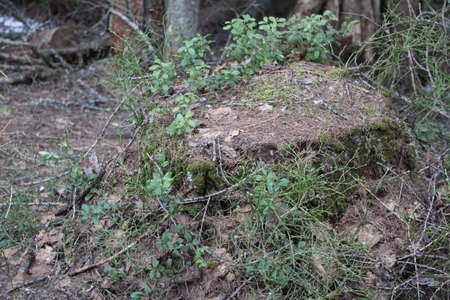 a stump with moss and vegetation in the forest in springの写真素材