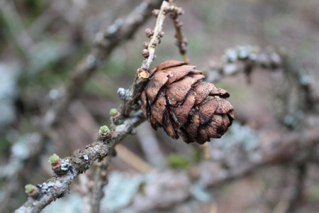 larch branch with a cone close-upの写真素材