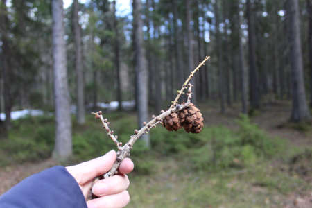 larch branch with a cone close-upの写真素材
