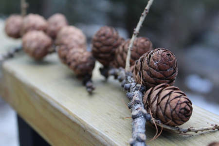 larch branch with a cone close-upの写真素材