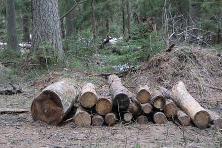 a stack of wooden lumber in the forest in springの写真素材
