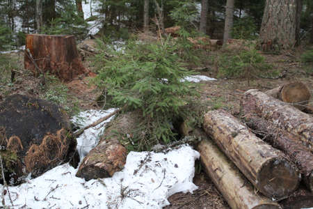 a stack of wooden lumber in the forest in springの写真素材