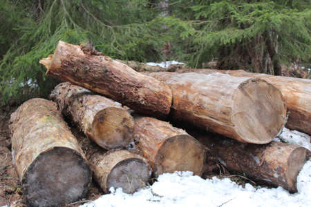 a stack of wooden lumber in the forest in springの写真素材