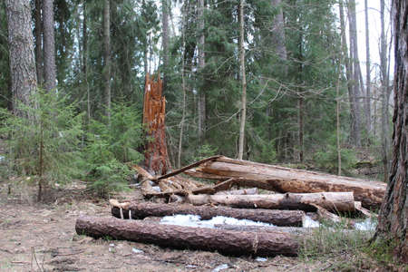 a stack of wooden lumber in the forest in springの写真素材