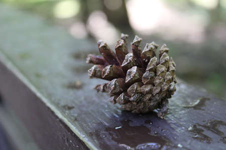 a pine cone in close-up lies on the railingの写真素材