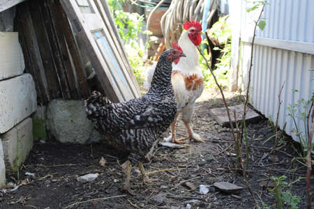 a rooster and a chicken in the yard of a rural houseの写真素材