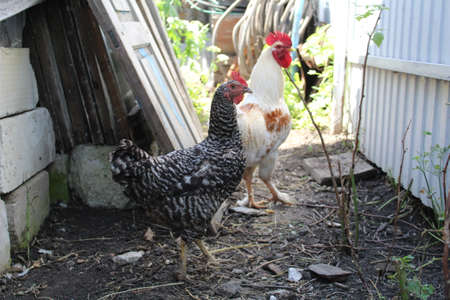 a rooster and a chicken in the yard of a rural houseの写真素材