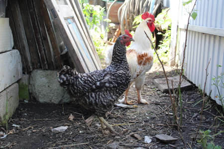 a rooster and a chicken in the yard of a rural houseの写真素材