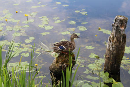 a duck sits on a stump among the river in summerの写真素材