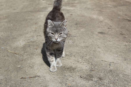 a homeless gray cat walks along an asphalt road in summerの写真素材