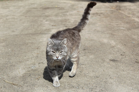 a homeless gray cat walks along an asphalt road in summerの写真素材