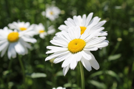 close-up of white daisies in a meadow in summerの写真素材