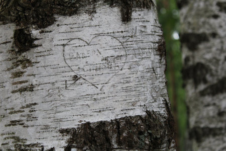 the trunk of a birch tree in the forest with white and black barkの写真素材