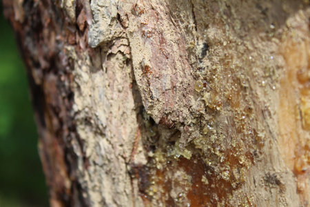 amber resin on the trunk of a coniferous treeの写真素材