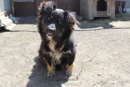 a black dog on a chain in the yard of the house in summerの写真素材