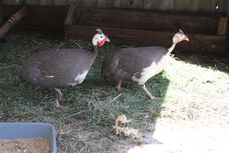 two guinea fowls in the yard on a home farm outdoors in summerの写真素材