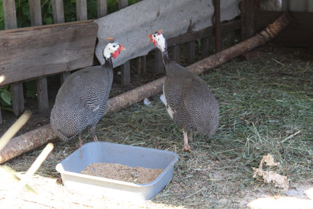 two guinea fowls in the yard on a home farm outdoors in summerの写真素材