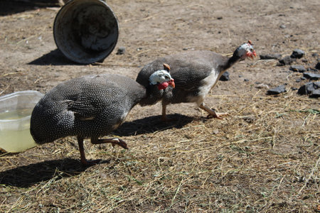 two guinea fowls in the yard on a home farm outdoors in summerの写真素材